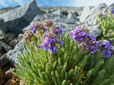 Sky pilots grow all over the slope up to the summit! sky pilots