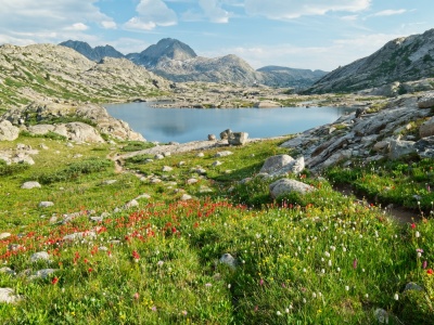 Flowers, flowers, and more flowers wind river range titcomb basin