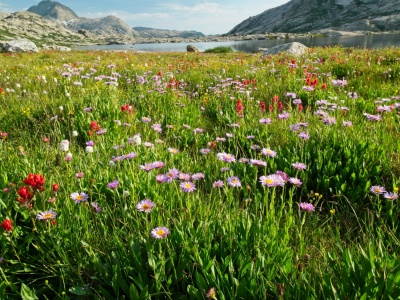 Asters, paintbrush, and more! wind river range titcomb basin
