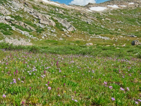 And another meadow... but this one is violet! wind river range wildflowers