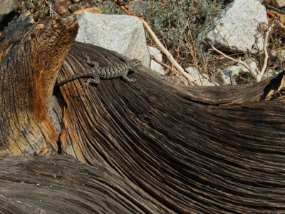 A western fence lizard poses on a log as I walk by western fence lizard