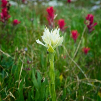 An albino variant? I've never seen white paintbrush before! wind river range wildflowers