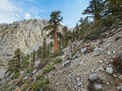 It seems the fire didn't make it up here - the whitebark pines still stand red lake trail