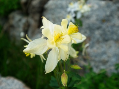 Columbines... maybe the most beautiful wildflowers out here wind river range wildfloweres