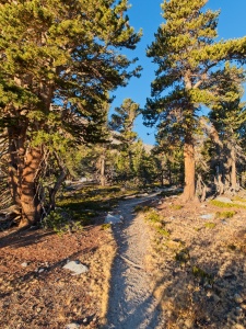 Morning light streams through the trees sierra nevada