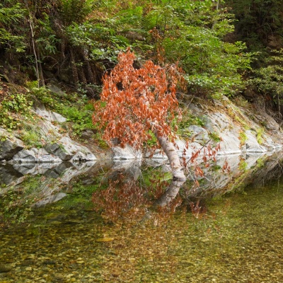 The red leaves on this fallen tree add a splash of color to the green forest pine ridge trail