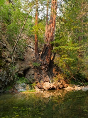 Practically all of the trees are charred from recent forest fires pine ridge trail