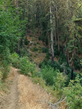 The east-facing slopes have more tree cover and shade than their west-facing counterparts pine ridge trail