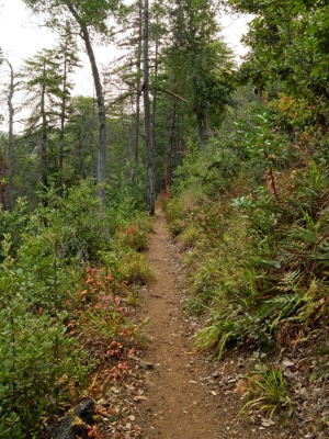 Strolling into the Ventana Wilderness on the Pine Ridge Trail pine ridge trail