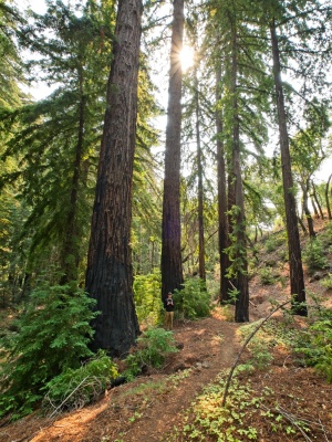 A grove of massive redwood trees with Carson for scale pine ridge trail