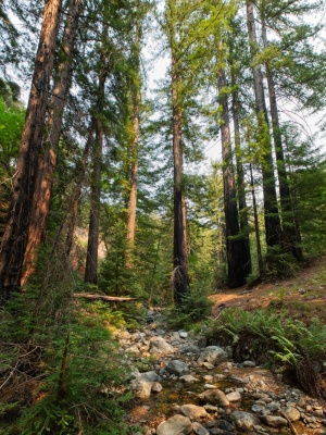 A tiny creek flowing through the trees at Redwood Camp pine ridge trail