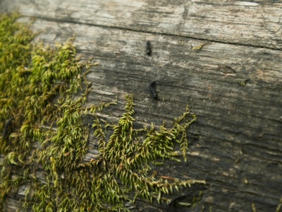These little guys (rove beetles, perhaps?) are everywhere pine ridge trail