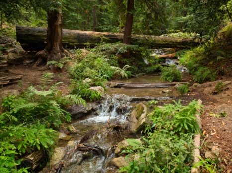 The trail crosses Terrace Creek in the beautiful hollow pine ridge trail