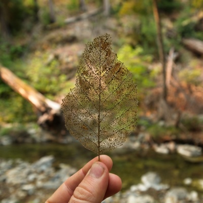 Some of the trees are dropping their leaves, but the leaves are strangely translucent pine ridge trail
