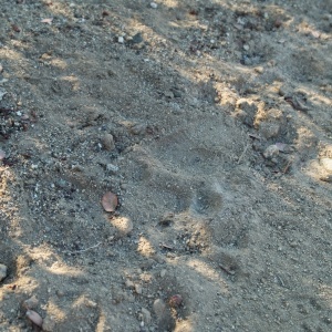 A black bear print in the dusty trail black bear print