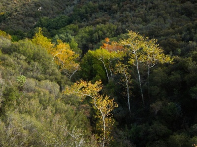 A few colorful trees along the Heaton Flats Trail san gabriel mountains
