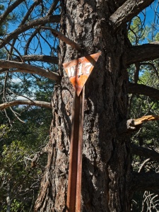 An old sign propped up against a tree near the trail