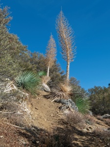 A pair of yucca stalks tower over the trail - watch out for the needle-tipped leaves! yucca