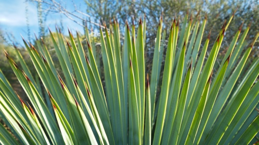 I try very hard to avoid being stabbed by the yucca yucca