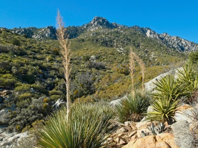 The path ahead climbs steeply up the flanks of Mount San Jacinto mount san jacinto