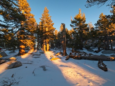Some gorgeous evening rays streaming through the trees near the summit san jacinto summit