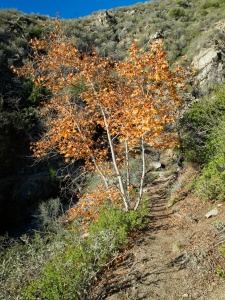 A colorful sycamore condor peak trail