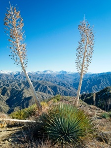 Two yucca atop Fox Mountain frame Mount Baldy in the distance Fox Mountain