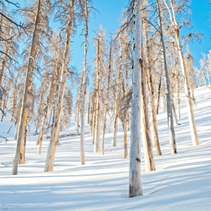 The sun-bleached trees glow in the morning sun winter trees