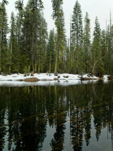 Trees with lime-green moss across the Merced River yosemite merced river