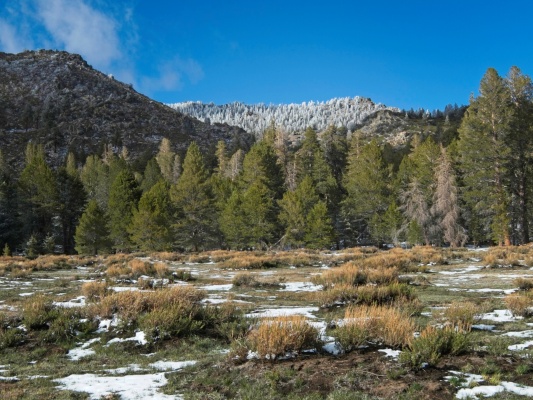 Frosted trees on the ridge shimmer in the late afternoon light frosted trees