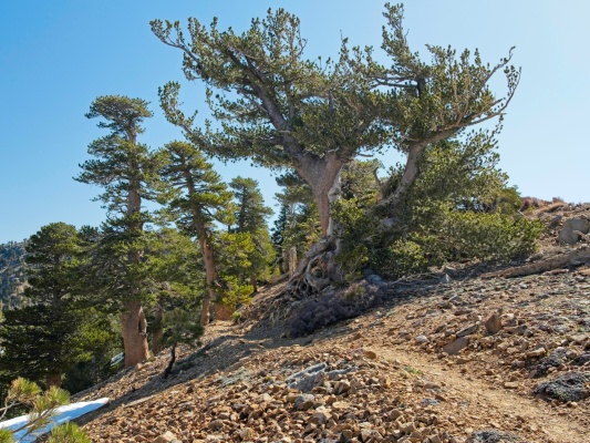 These gnarled trees are cool! pacific crest trail