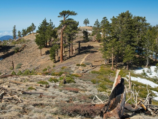The Hawkins Ridge trail meets up with the Pacific Crest Trail here pacific crest trail