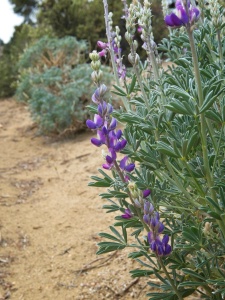 Lupine is in bloom near the trailhead! lupine