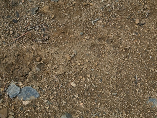 Further up the trail, more mountain lion tracks in the soft earth! mountain lion tracks