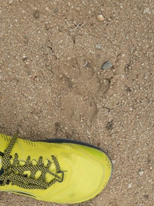 A mountain lion walked this trail this morning! mountain lion tracks