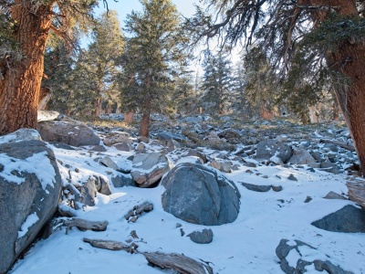 Route finding up the slope toward the summit is complicated by the thick manzanita and consistent snow coverage olancha peak