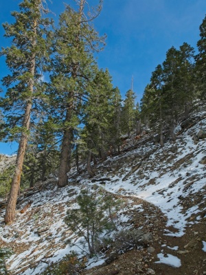The trail becomes progressively more covered in snow as it climbs into the mountains olancha pass trail