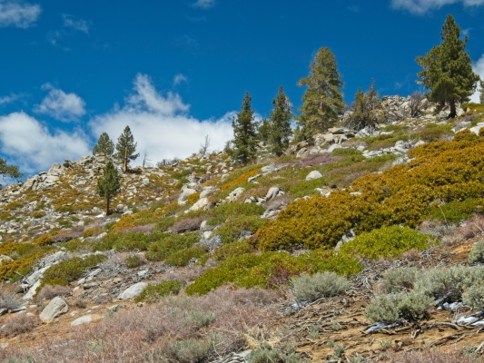 Another kaleidoscope of color along the Pacific Crest Trail pacific crest trail