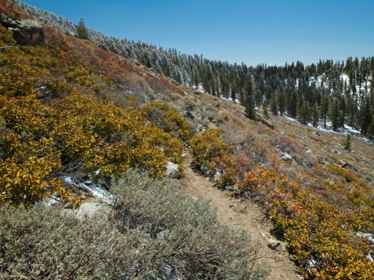 Autumn colors on the Pacific Crest Trail in April pacific crest trail