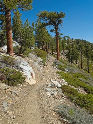 A nice, gentle section of trail between Hawkins Peak and Throop Peak pacific crest trail