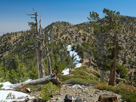 I'm not super stoked for the undulating ridgeline between Mount Burnham and Mount Baden-Powell... look at all that snow! mount baden-powell