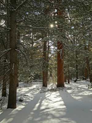 A pristine view in the woods surrounding summit meadow olancha pass trail