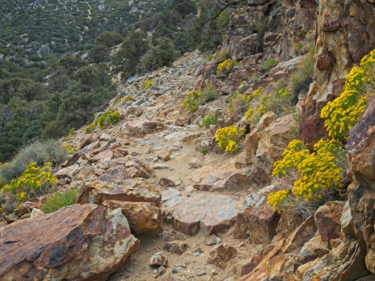 More colorful bouquets of groundsel along a rocky portion of the Olancha Pass trail stoney path
