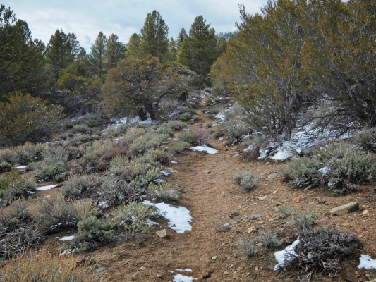 Mountain mahogany and sage brush line the Olancha Pass trail as it descends toward Summit Meadow summit meadow