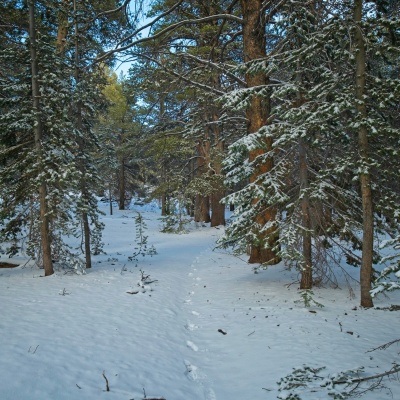 My footprints in the snow, with rabbit tracks off to the left olancha pass trail