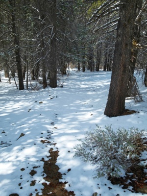 Untouched winter wonderland after last night's snowfall olancha pass trail