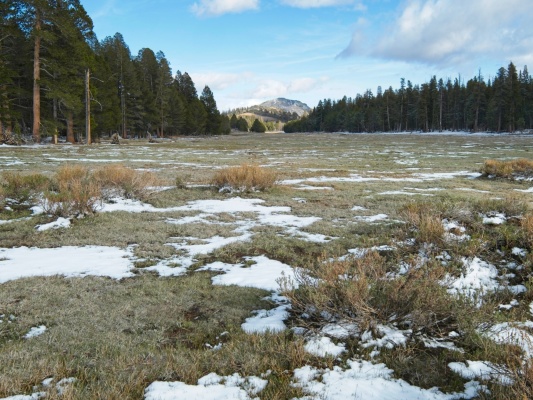 I was expecting at least a little standing water here... but summit meadow is indeed a meadow summit meadow