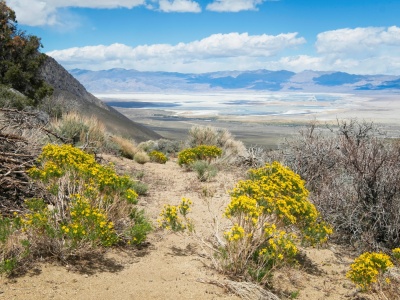 The clouds part for a moment to illuminate these colorful bunches of threadleaf groundsel and the Owens Valley in the distance threadleaf groundsel