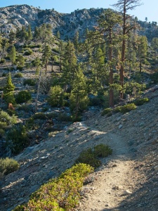 The trail climbs gently toward the ridgeline windy gap trail
