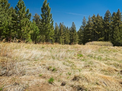 The trail passes through a lush meadow tahquitz valley
